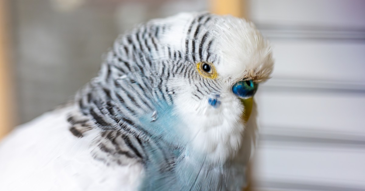 Why Is My Budgie Losing Feathers?